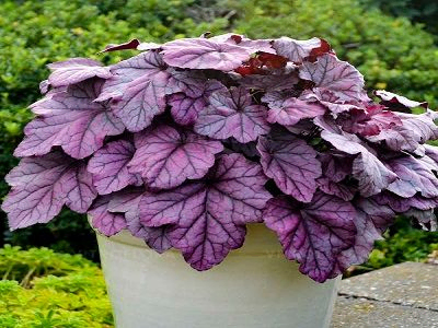 HEIHĒRA / HEUCHERA X HYBRIDA „PINK PANTHER”