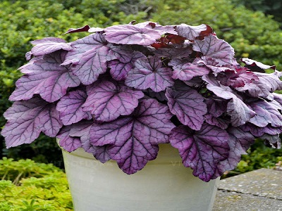 HEIHĒRA / HEUCHERA X HYBRIDA „PINK PANTHER”