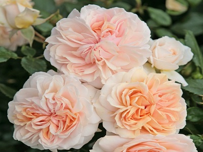 floribundroze_​GARDEN OF ROSES-siguldasdarznieks_roosa_rožu stādi