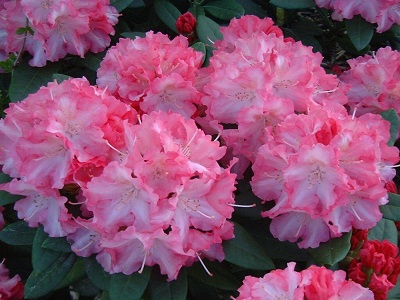 ​RODODENDRS JAKUŠIMANAS / Rhododendron Yakushimanum „MARLIS”