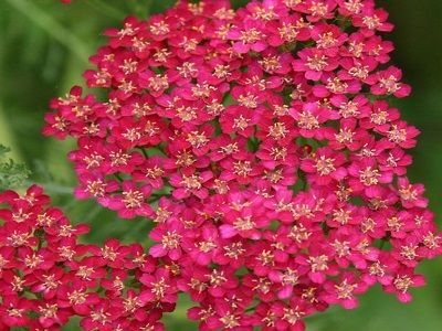 ​PARASTAIS PELAŠĶIS / Achillea millefolium „CERISE QUEEN”