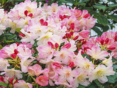RODODENDRS JAKUŠIMANAS / Rhododendron Yakushimanum „PERCY WISEMAN”