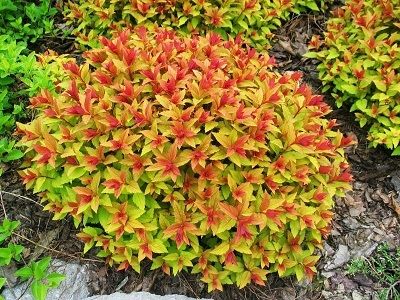 ​SPIREJA JAPĀNAS /SPIRAEA JAPONICA „FIRELIGHT”