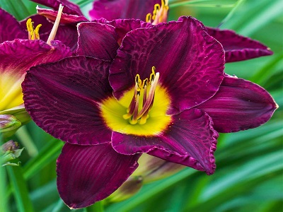 ​DIENZIEDE / Hemerocallis „BELA LUGOSI”