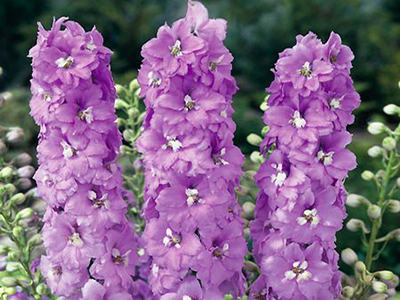DELFĪNIJA DĀRZA „MAGIC FOUNTAINSLILAC PINK/WHITE BEE”