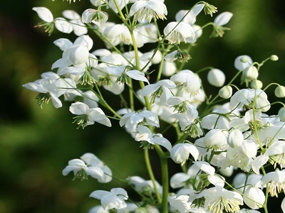 saulkrēsliņš delavē_splendide white_siguldasdarznieks_thalictrum_stādi_ziemciešu stādi