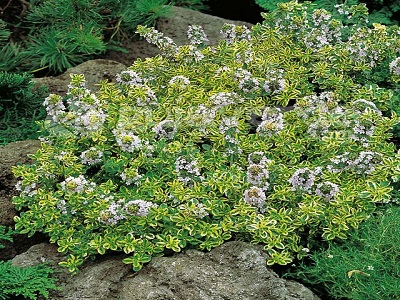 MĀRSILS SMARŽĪGAIS / THYMUS x CITRIODORUS LEMON VARIEGATA