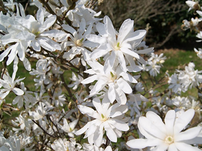 ​MAGNOLIJA KOBUS /MAGNOLIA KOBUS