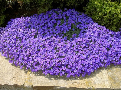 ​OBRĒTA / AUBRIETA „LIGHT BLUE”