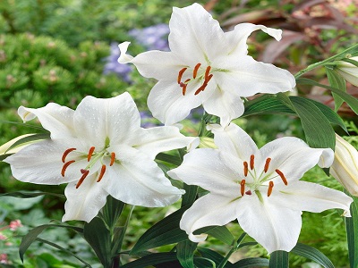 ​LILIJA AUSTRUMU „CRYSTAL BLANCA”