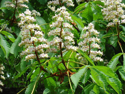 ​PARASTĀ ZIRGKASTAŅA / Aesculus x hippocastanum