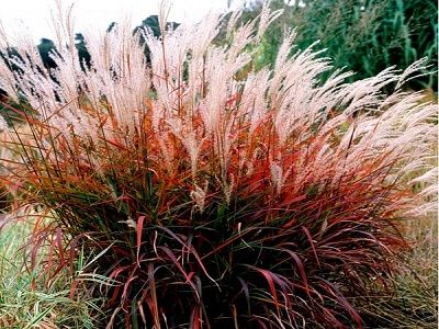 ​MISKANTE ĶĪNAS / MISCANTHUS SINENSIS „DRONNING INGRID”-graudzāles