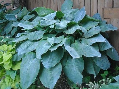 HOSTA BIG DADDY