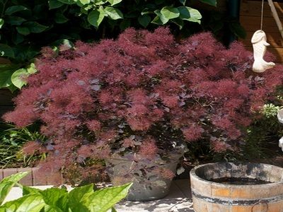 ​PARŪKKOKS PARASTAIS / Cotinus coggygria „ “DUSKY MAIDEN” /LONDUS/