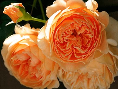 CROWN PRINCESS MARGARETHA