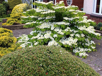 ​IRBENE JAPĀNAS MILZU / Viburnum plicatum „CASCADE”