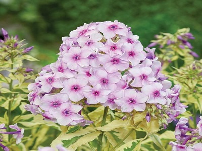 FLOKSIS SKARAINAIS  / PHLOX PANICULATA                                                                             “NORA LEIGH”