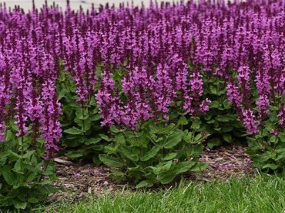 SALVIJA BIRZTALU / Salvia nemorosa „MARVEL ROSE”