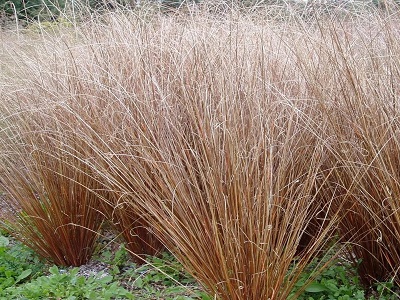 GRĪSLIS BUHANĀNAS   /  CAREX BUCHANANII „RED ROOSTER”