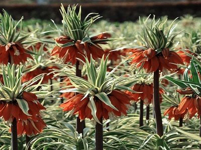 FRITILĀRIJA KARALISKĀ   / FRITILLARIA AIMPERIALIS „ARGENTEOVARIEGATA”