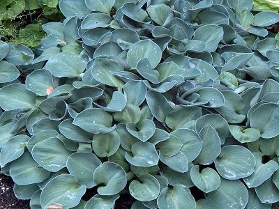 HOSTA BLUE MOUSE EARS