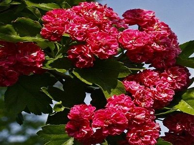 ​VILKĀBELE DIVIRBUĻU / Crataegus laevigata „RUBRA PLENA”