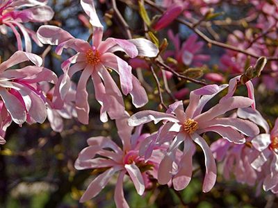 ​MAGNOLIJA ZVAIGŽŅU /MAGNOLIA STELLATA "ROSEA"