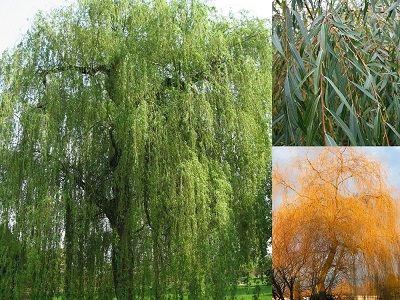 ​BALATIS VĪTOLS / Salix x alba “VITELLINA PENDULA”