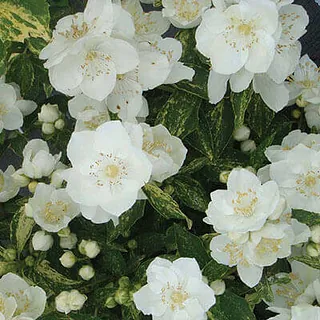 Filadelfi