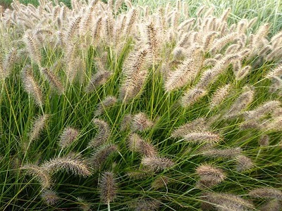 SPALVZĀLE LAPSASTU / PENNISETUM ALOPECUROIDES „GELBSTIEL”