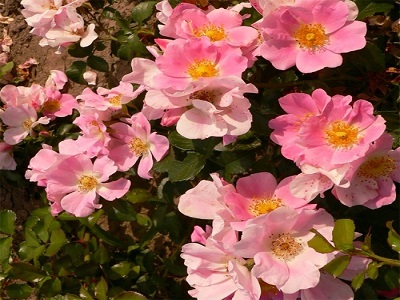 KLĀJENISKĀ ROZE PINK BASSINO