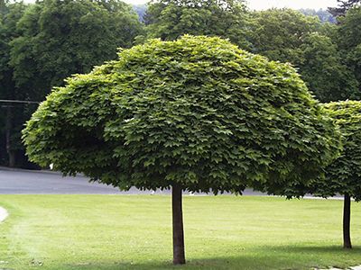 KĻAVA PARASTĀ /ACER PLATANOIDES "GLOBOSUM"