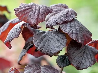 LAZDA PARASTĀ  /  Corylus avellana „RED MAJESTIC”