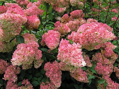 HORTENZIJA SKARAINĀ “LIVING STRAWBERRY BLOSSOM”