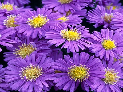 ​ZIEMASTERE SPILVENVEIDA / ASTER DUMOSUS „SAPPHIRE”