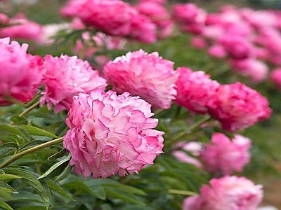 ​PEONIJA HIBRĪDĀ / Paeonia hybride „JOKER”-stādaudzētva_peoniju stādi