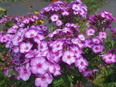 ​FLOKSIS SKARAINAIS / PHLOX PANICULATA “SWEET SUMMER PURPLE BICOLOR”