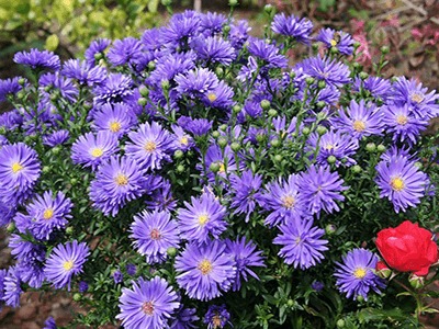 ZIEMASTERE JAUNBEĻĢIJAS „MAGIC BLUE”