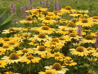​EHINĀCIJA PURPURA / ECHINACEA PURPUREA „PRAIRIE BLAZE GOLDEN YELLOW”