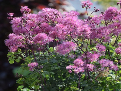 ​OZOLĪŠU SAULKRĒSLIŅŠ / Thalictrum aquilegiifolium „MY LITTLE FAVOURITE” dekoratīvi stādi_stādi dārzam