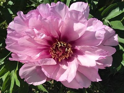 ​PEONIJA INTERSEKCIJU / Paeonia intersectional „FIRST ARRIVAL”