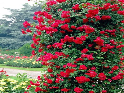vīteņroze_pauls scarlet climber_roosa_rožu stādi_siguldasdarznieks_stādaudzētava