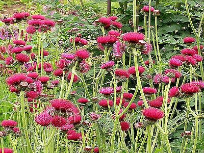 ​DADZIS STRAUTMALU / Cirsium rivulare „ATROPURPUREUM”-siguldasdarznieks