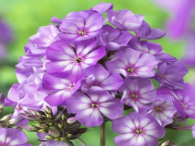 ​FLOKSIS SKARAINAIS / PHLOX PANICULATA “ “SWEET SUMMER SURPRISE VIOLET WHITE”