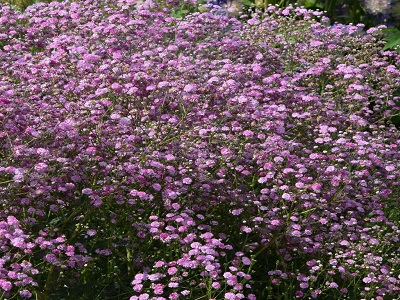 ​PLĪVURPUĶE LOŽŅU – ĢIPSENE / GYPSOPHILA REPENS „PINK WEDDING”