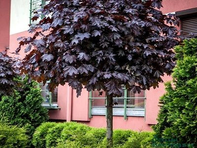 KĻAVA PARASTĀ /ACER PLATANOIDES „PURPLE GLOBE”