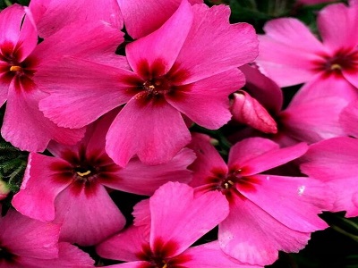 ASLAPU FLOKSIS Phlox subulata „GOLDY PHLOX CHERRY”