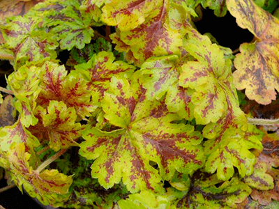HEIHERELLA „SOLAR POWER”