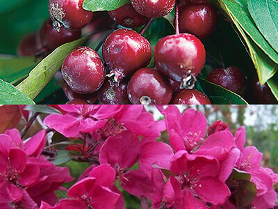 MALUS "PROFUSION"