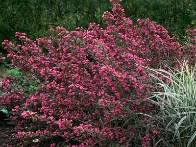 ​VEIGELA KRĀŠŅĀ / Weigela florida „VICTORIA”